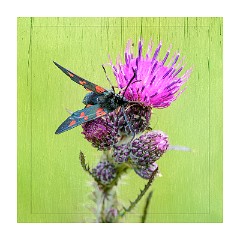 Dorset Flowers and Insects 20  Six Spotted Burnet on a Thistle - Powerstock Common