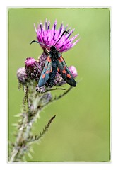 Dorset Flowers and Insects 21  Six Spotted Burnet on a Thistle - Powerstock Common