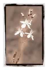 Dorset Flowers and Insects 22  Pictorial flowers 1