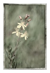 Dorset Flowers and Insects 23  Pictorial flowers 2