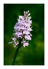 Dorset Flowers and Insects 24  Common Spotted Orchid - Power Stock Common