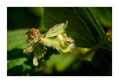 Dorset Flowers and Insects 25  Powerstock Common