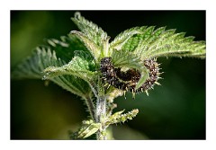 Dorset Flowers and Insects 26  Caterpillar