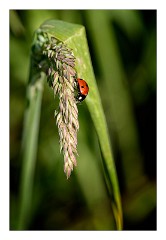 Dorset Flowers and Insects 27  Ladybird on Grass