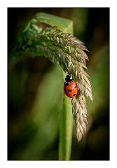 Dorset Flowers and Insects 28  Ladybird on Grass