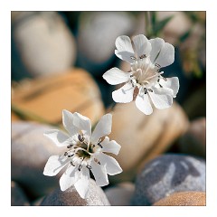 Dorset Flowers and Insects 29  Flowers on Chesil Beach