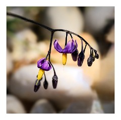Dorset Flowers and Insects 30  Bittersweet Nightshade on Chesil Beach