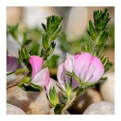 Dorset Flowers and Insects 31  Flowers on Chesil Beach