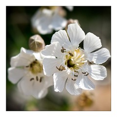 Dorset Flowers and Insects 32  Flowers on Chesil Beach
