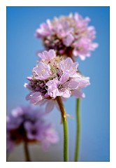 Dorset Flowers and Insects 33  Thrift on Chesil Beach