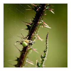 Dorset Flowers and Insects 34  Spider eating a Fly - Kingcombe Meadows