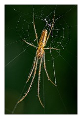 Dorset Flowers and Insects 35  Spider - Kingcombe Meadows