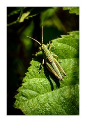 Dorset Flowers and Insects 36  Grasshopper - Kingcombe Meadows