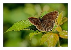 Dorset Flowers and Insects 37  Kingcombe Meadows