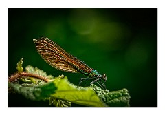 Dorset Flowers and Insects 38  Beautiful Demoiselle - Kingcombe Meadows