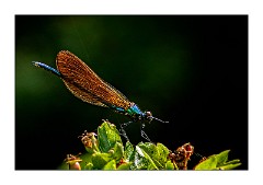 Dorset Flowers and Insects 39  Beautiful Demoiselle - Kingcombe Meadows