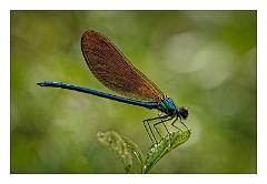 Dorset Flowers and Insects 40  Beautiful Demoiselle - Kingcombe Meadows