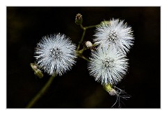 Dorset Flowers and Insects 41  Going to Seed - Studland  Nature Reserve