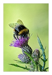 Dorset Flowers and Insects 42  Bee on Thistle - Studland  Nature Reserve