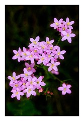 Dorset Flowers and Insects 43  Picture in Pink - Studland  Nature Reserve