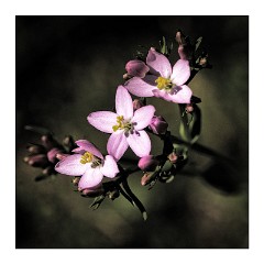 Dorset Flowers and Insects 44  Vision in Pink - Studland  Nature Reserve