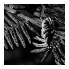 Dorset Flowers and Insects 45  Ferns - Studland  Nature Reserve