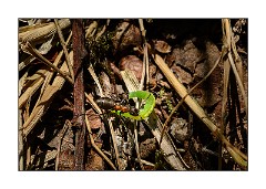 Dorset Flowers and Insects 46  Ant eating a caterpillar- Studland  Nature Reserve