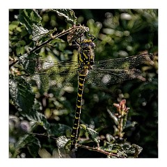 Dorset Flowers and Insects 47  Golden-ringed Dragonfly -  Kimmeridge Bay