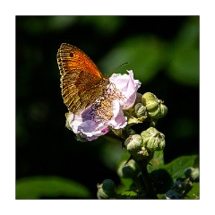 Dorset Flowers and Insects 48  Kimmeridge Bay