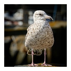 Dorset People and Places 17  West Bay Pigeon