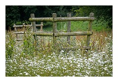 Abbots Ripton Hall 04  A Wild Meadow of Daisies
