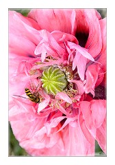 Abbots Ripton Hall 05  A Bee after Pollen