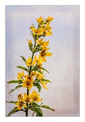 Abbots Ripton Hall 06  Garden Flowers from the Herbacious Garden