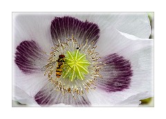 Abbots Ripton Hall 07  Colourful Flower