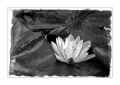 Abbots Ripton Hall 08  Water Lily in Black and White
