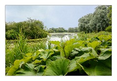 Abbots Ripton Hall 10  Another Lake View
