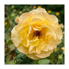 Anglesey Abbey August 08  The Rose Garden - August