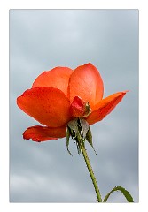 Anglesey Abbey August 11  The Rose Garden - August
