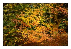 Anglesey Abbey November 02  Autumn Colour
