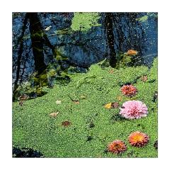 Anglesey Abbey October 01  End of the Waterlilies
