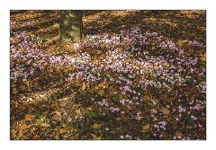 Anglesey Abbey October 03  A Profusion of Cyclamen