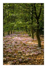 Anglesey Abbey October 04  Cyclamen Walk