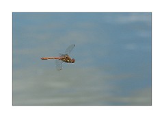 Burwash Manor Farm August 01  Common Darter in Flight
