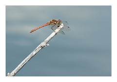 Burwash Manor Farm August