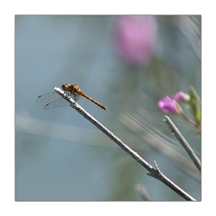 Burwash Manor Farm August 03  Common Darter