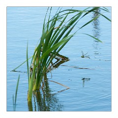 Burwash Manor Farm August 04  Emperor in Flight