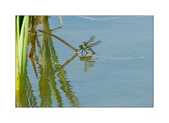 Burwash Manor Farm August 05  Emperor Laying Eggs