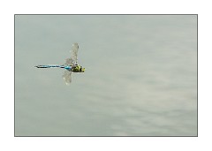 Burwash Manor Farm August 06  Emperor in Flight