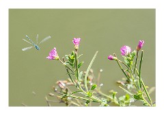 Burwash Manor Farm August 07  Common Blue Damselfly