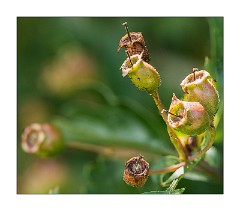 Wild Flower Meadow 5